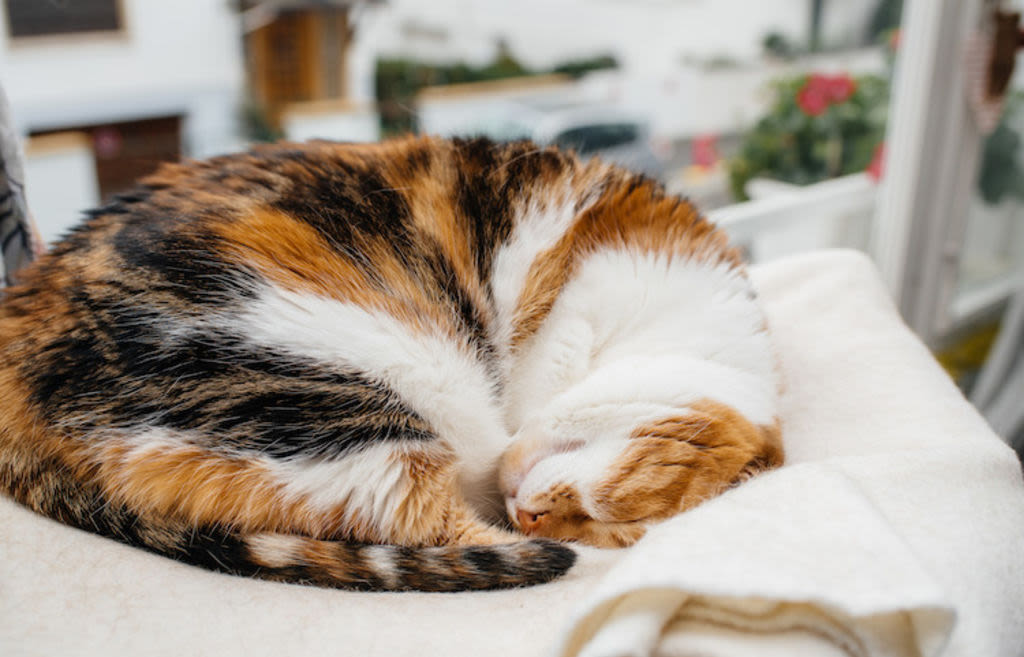 chat isabelle fiche race 2