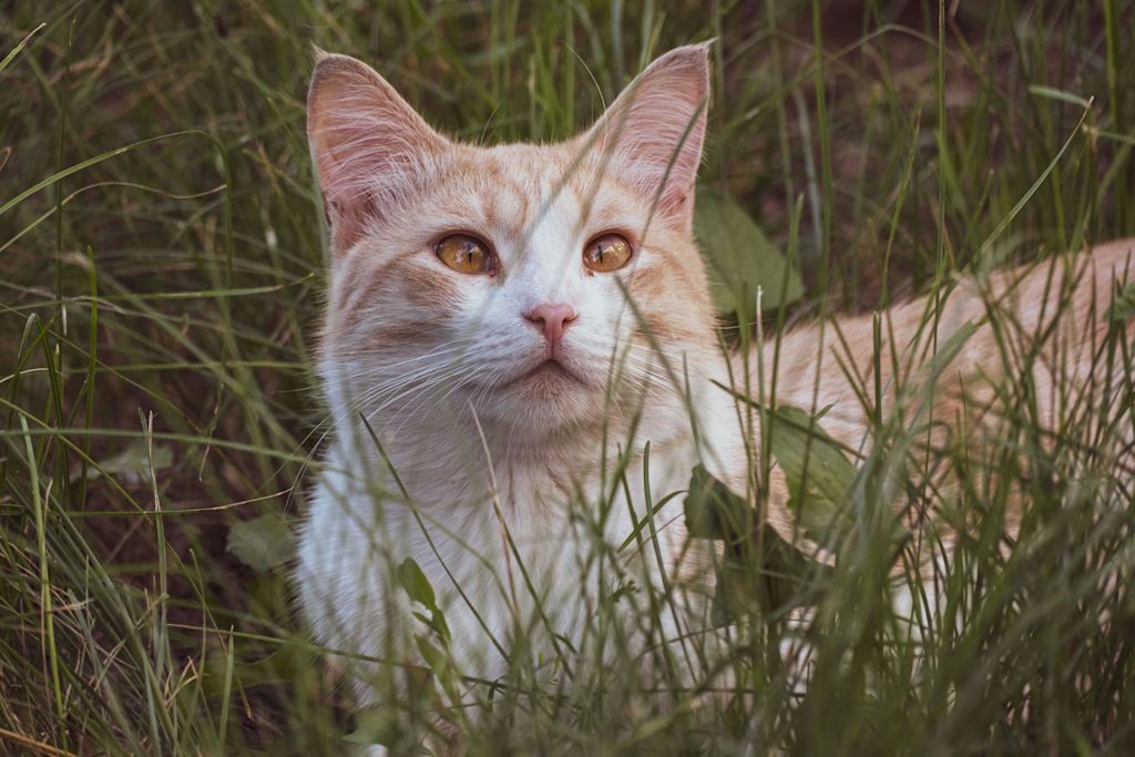 chat louche