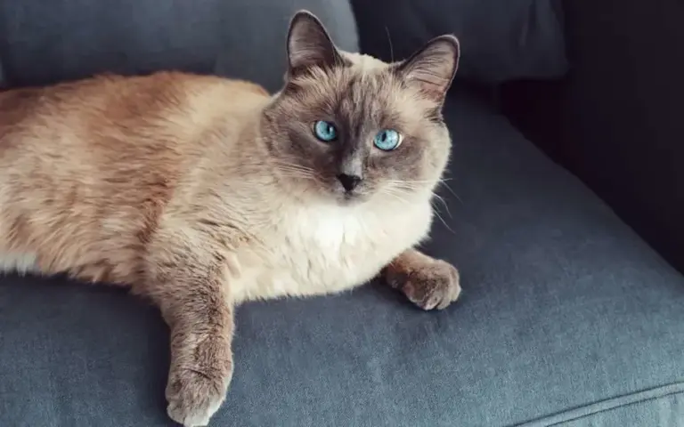 Chat qui louche : est-ce grave ?