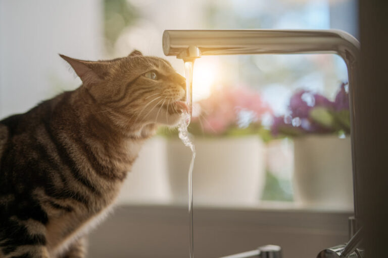 Mijn kat drinkt veel