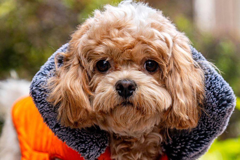 Cavapoo vue de près
