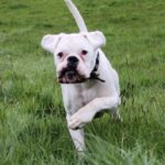 Bruine Boxer rent speels door gras