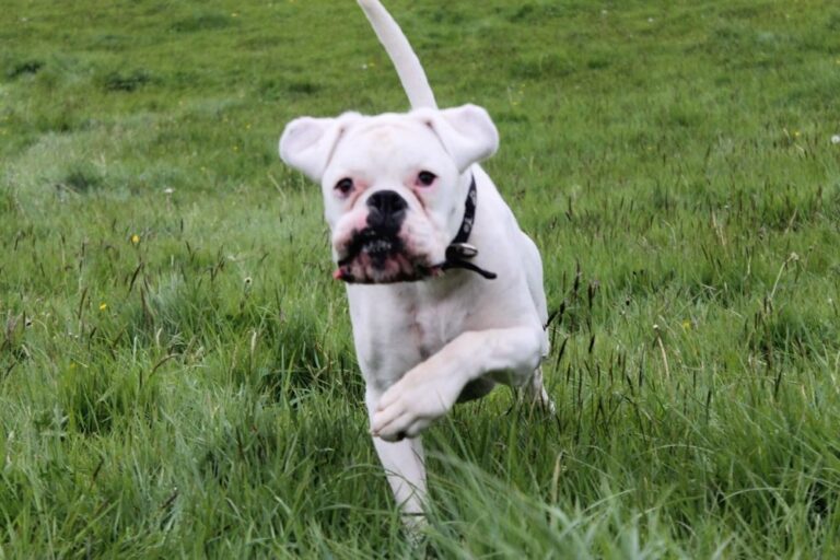 Boxer