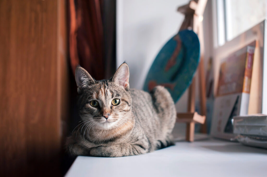 Cat Indoor : la formule santé adaptée aux chats d&rsquo;intérieur !