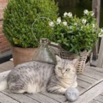 chat roux