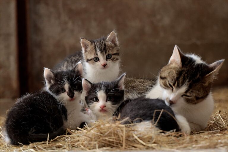 De prijs van de castratie van je kat