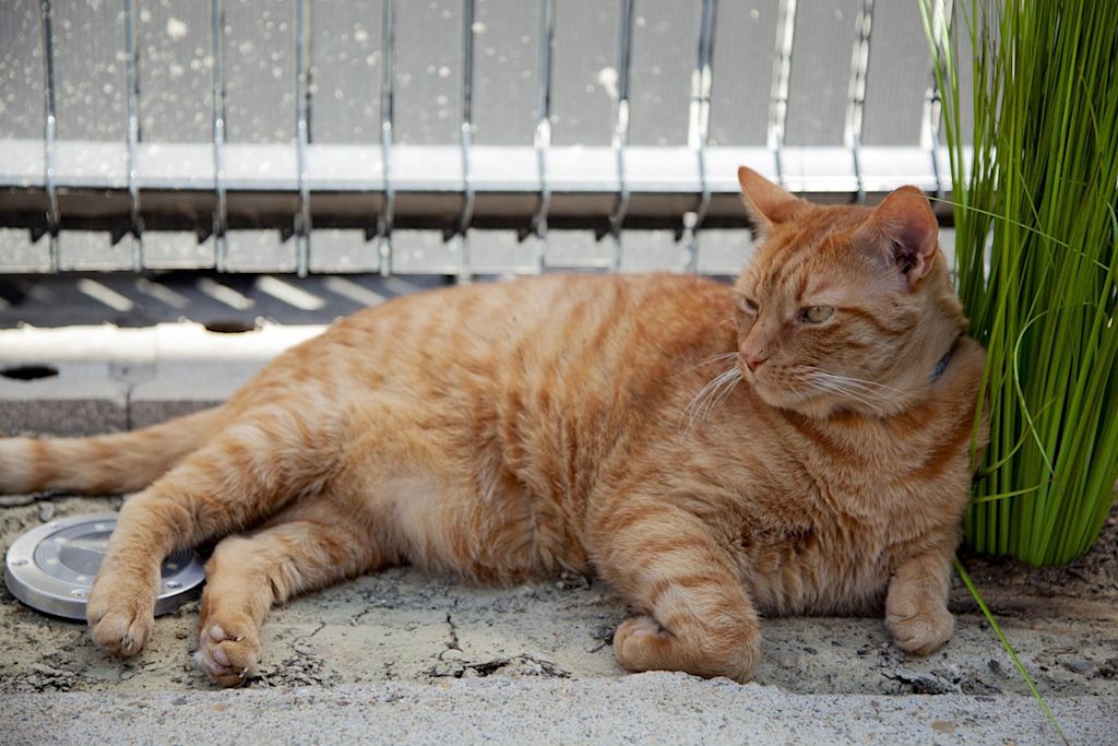 chat europ&eacute;en roux