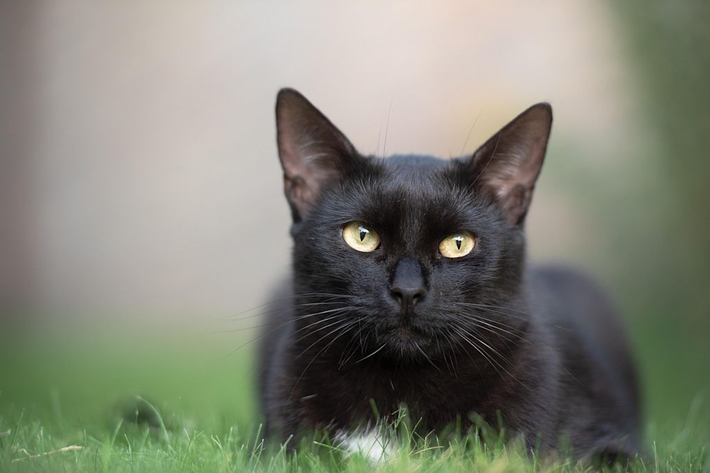 chat noir herbe europeen