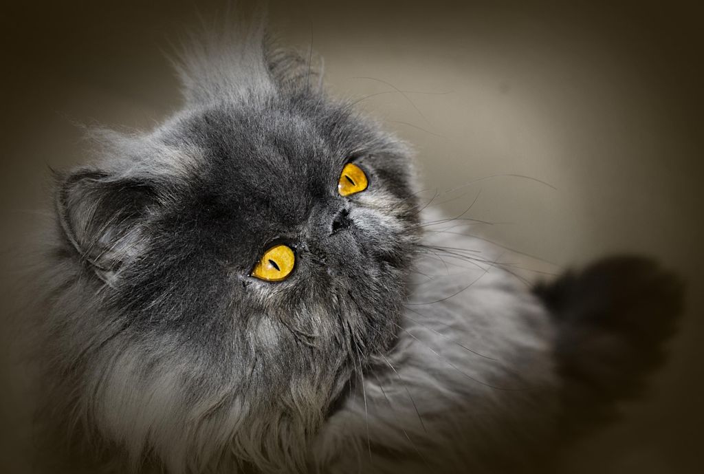chat persan noir