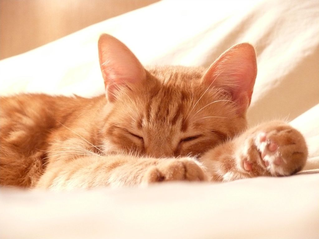 chat roux qui dort