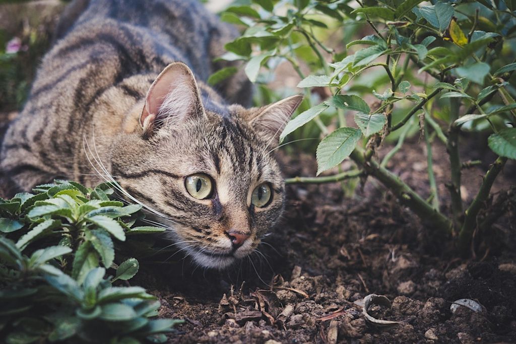 chat tigré à l-affût