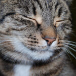 chat tigré aux yeux fermés