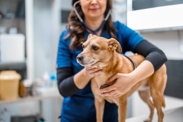 De kosten van een vaccinatie tegen rabiës voor uw hond