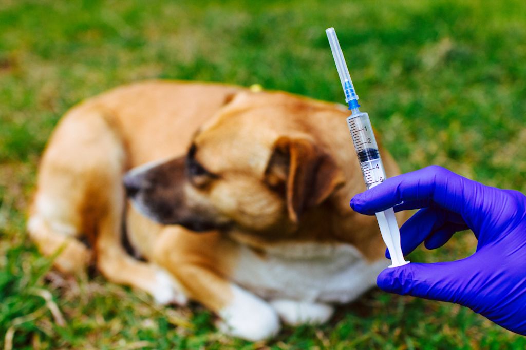 Hond wordt gevaccineerd