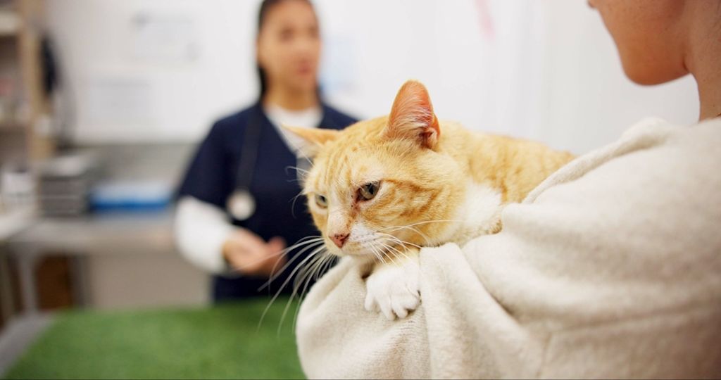 Kat bij een dierenarts