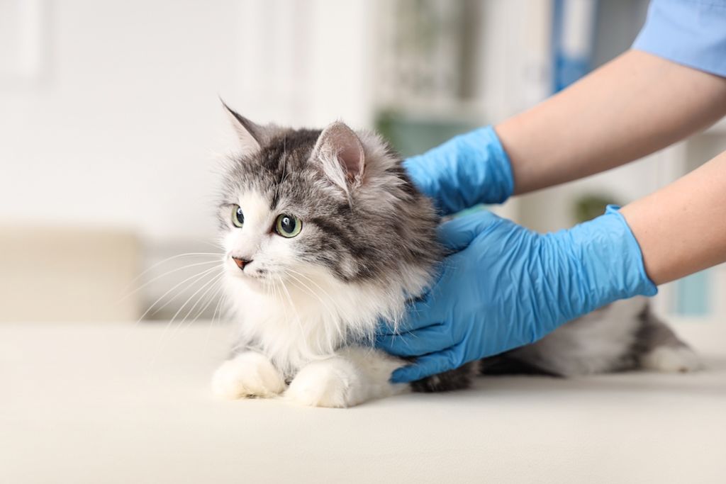 Dierenarts controleert een kat