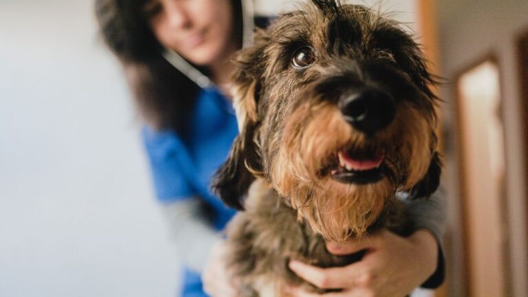 Wat kost een urineonderzoek bij je hond?