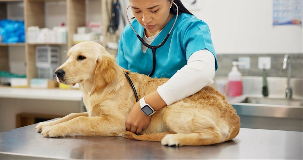 Dierenarts test de hartslag van een hond