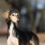 Majestueuze Saluki