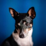 Jack Russell Terrier portret op blauw