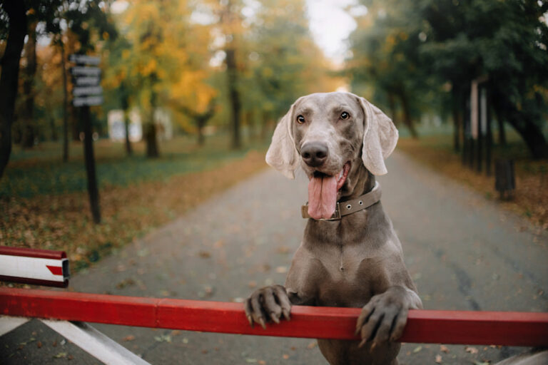 Races de chiens gris