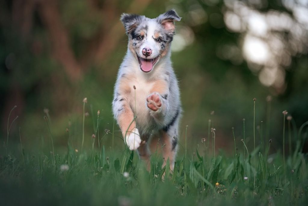 Chiot berger australien