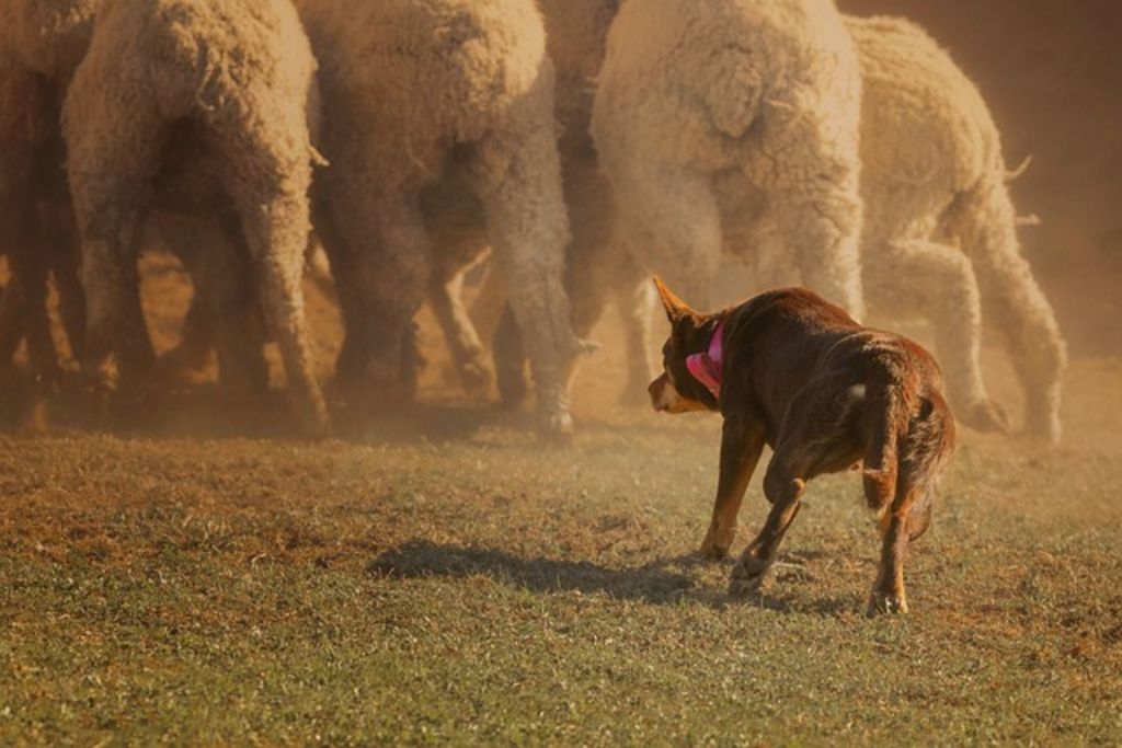 Kelpie australien