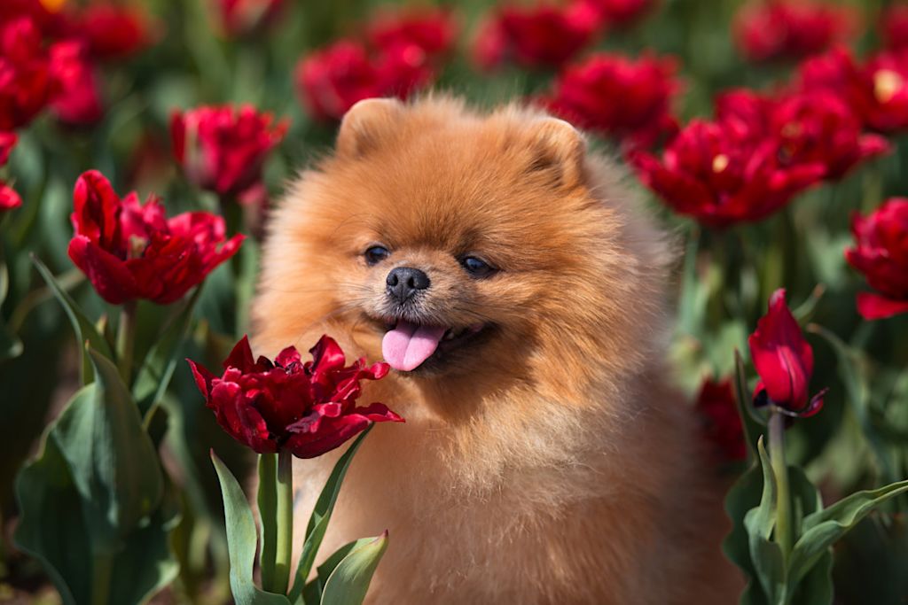 Loulou de Pomeranie chiot