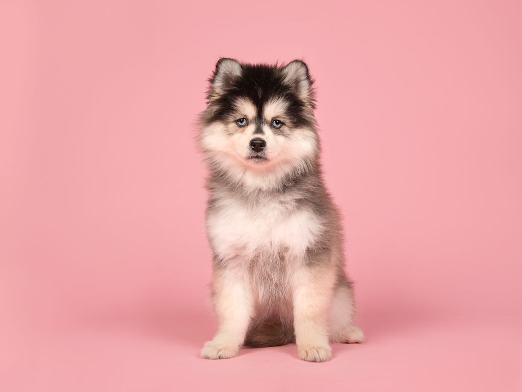 POMSKY 1