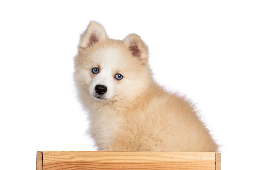 POMSKY 2