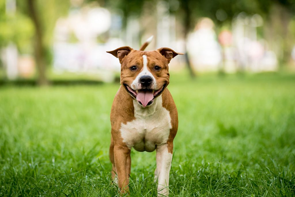 Stattfordshire Bull Terrier