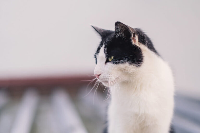Race de chats bicolores