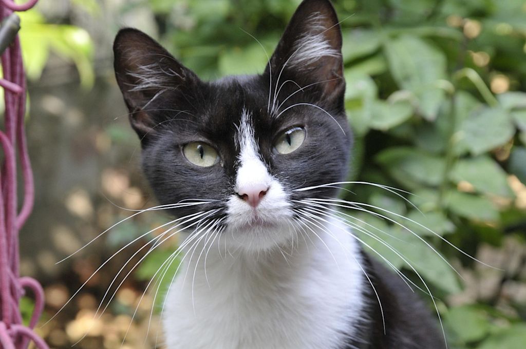 chat tuxedo