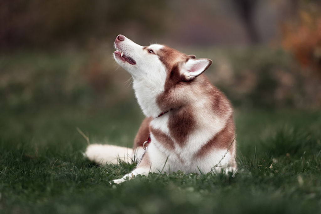 chien grattage remedes de grand mere