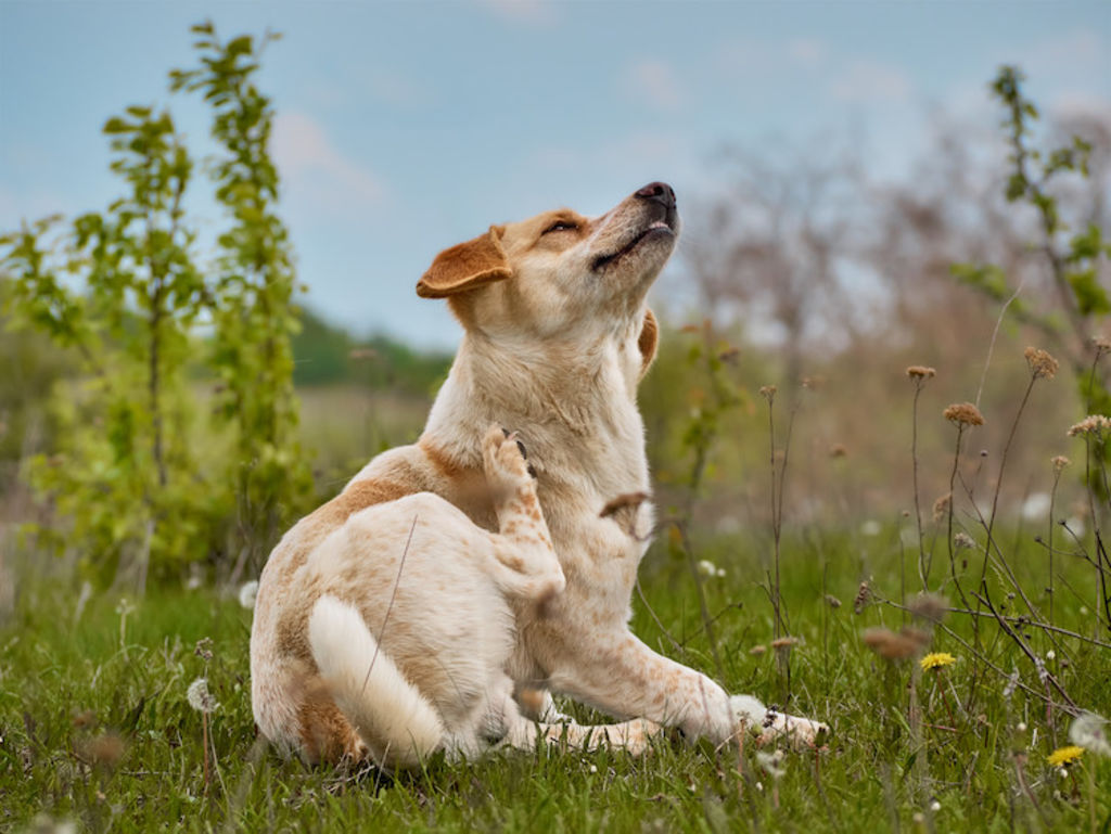 chien qui se gratte remedes de grand mere