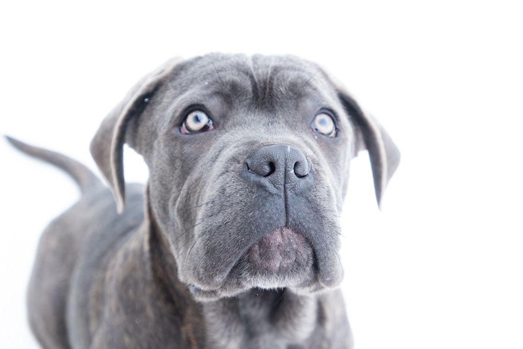 chiot Cane Corso