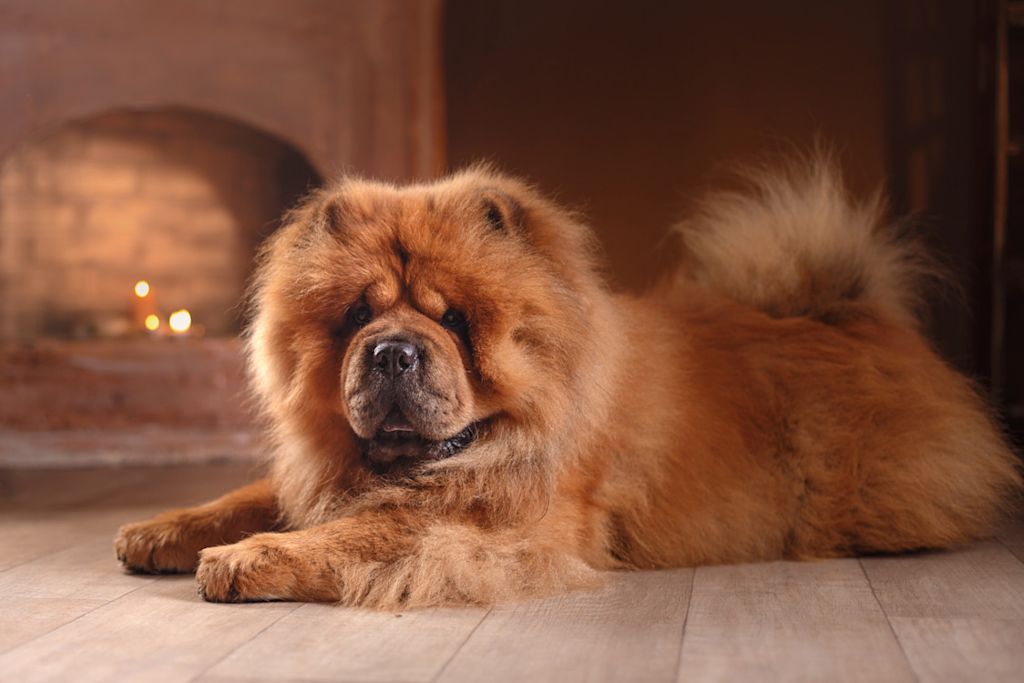 chow chow roux