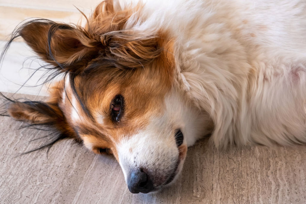 stress chez le chien