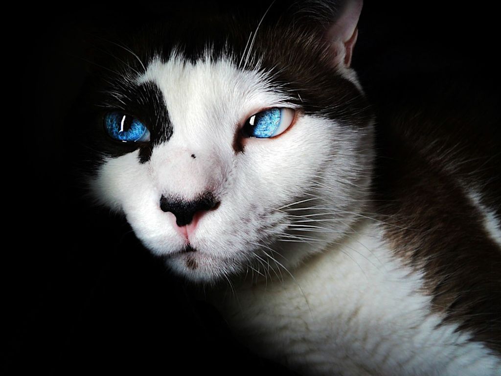 yeux chat bicolore