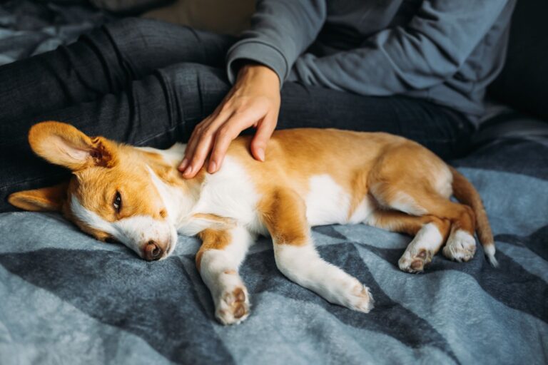 Meningite chez le chien : traitement et pronostic