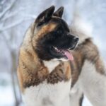 Akita américain dans la neige