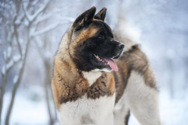 Akita Inu