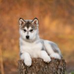 Malamute pup liggend op een stronk