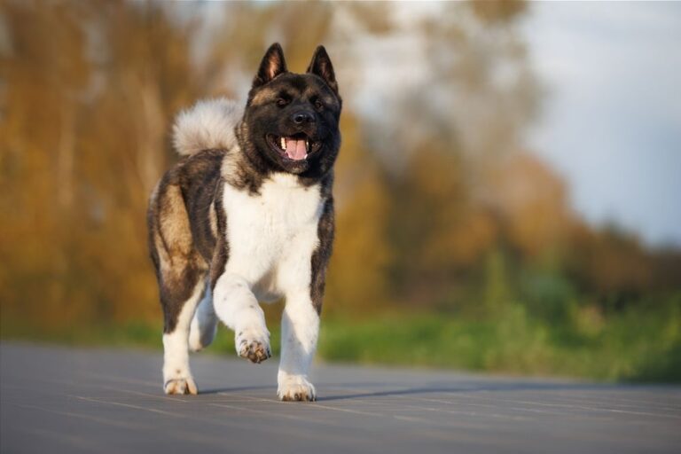 Amerikaanse Akita