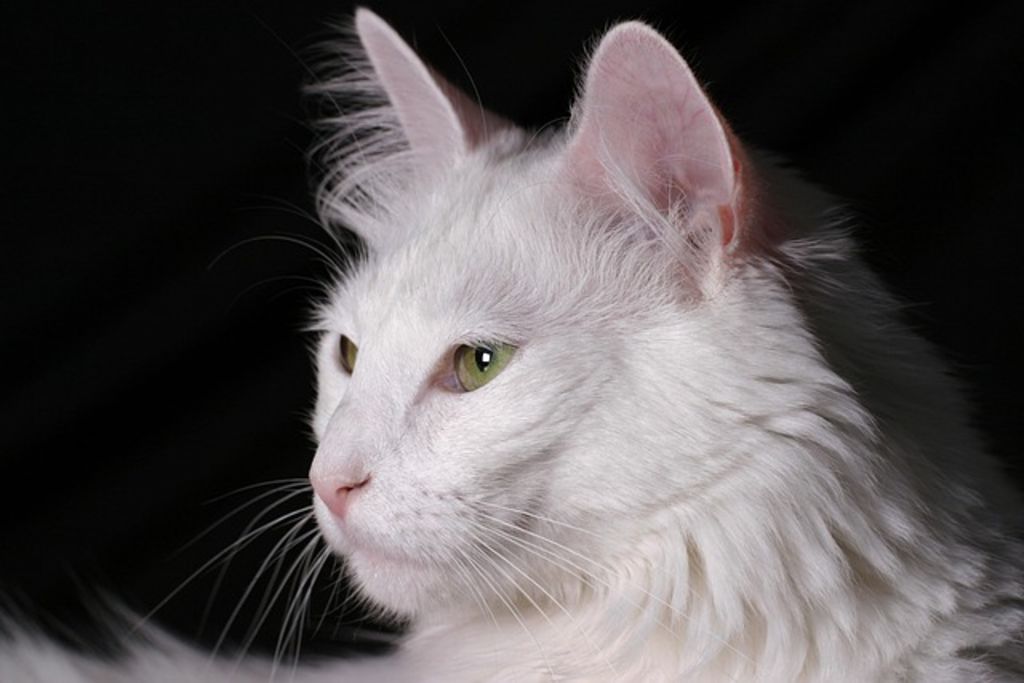 Angora turc