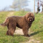 Zwarte krullende hond met hangende tong