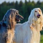 Twee Afghaanse windhonden in de zon