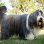 Bearded Collie buiten