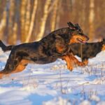Twee Beaucerons spelen in de sneeuw