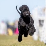 Bedlington_terrier_assurance_santévet